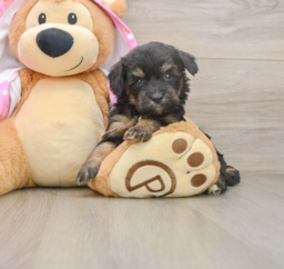 8 week old Mini Aussiedoodle Puppy For Sale - Lone Star Pups