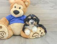 8 week old Mini Aussiedoodle Puppy For Sale - Lone Star Pups