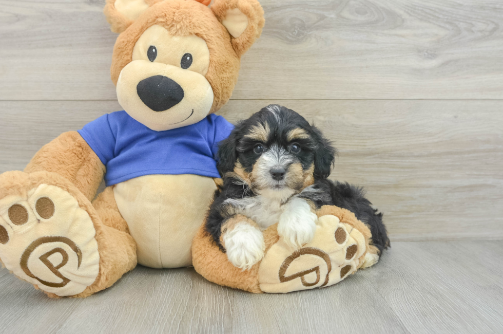 6 week old Mini Aussiedoodle Puppy For Sale - Lone Star Pups