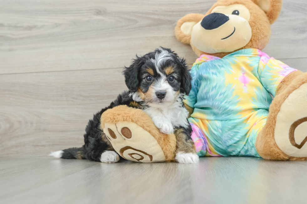 Mini Aussiedoodle Pup Being Cute