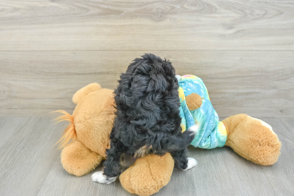 Friendly Mini Aussiedoodle Baby