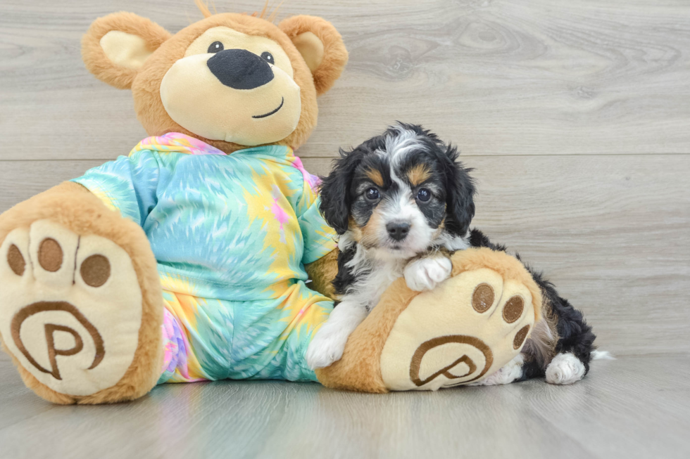 Playful Mini Aussiepoodle Poodle Mix Puppy