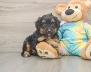 7 week old Mini Aussiedoodle Puppy For Sale - Lone Star Pups