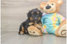 Petite Mini Aussiedoodle Poodle Mix Pup