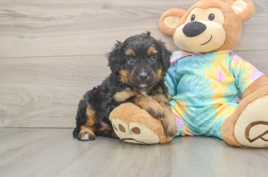 Petite Mini Aussiedoodle Poodle Mix Pup