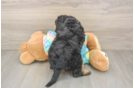 Cute Mini Aussiedoodle Baby