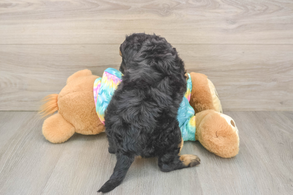 Cute Mini Aussiedoodle Baby