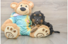 Best Mini Aussiedoodle Baby