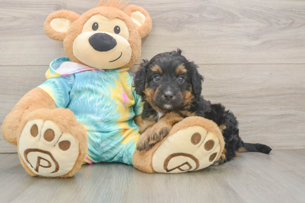 Best Mini Aussiedoodle Baby
