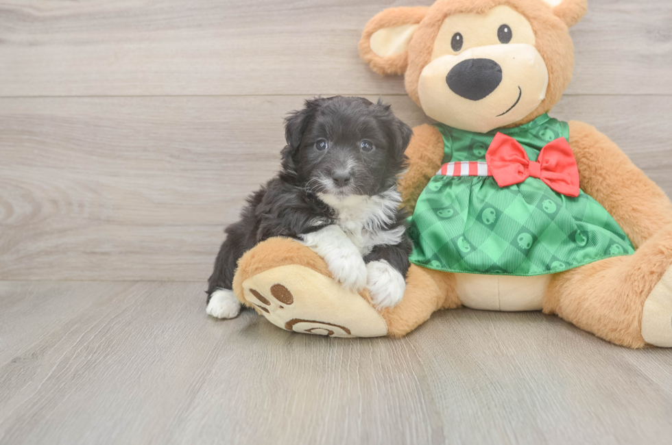 5 week old Mini Aussiedoodle Puppy For Sale - Lone Star Pups
