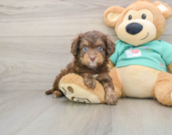 8 week old Mini Aussiedoodle Puppy For Sale - Lone Star Pups