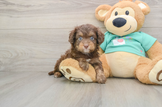 Energetic Aussie Poo Poodle Mix Puppy