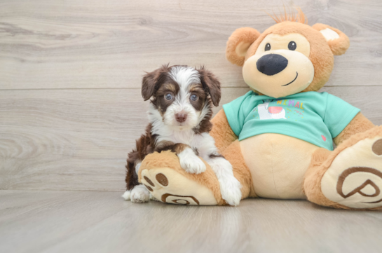 Energetic Aussie Poo Poodle Mix Puppy