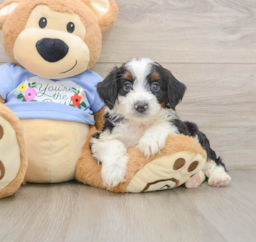7 week old Mini Aussiedoodle Puppy For Sale - Lone Star Pups