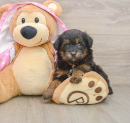 8 week old Mini Aussiedoodle Puppy For Sale - Lone Star Pups