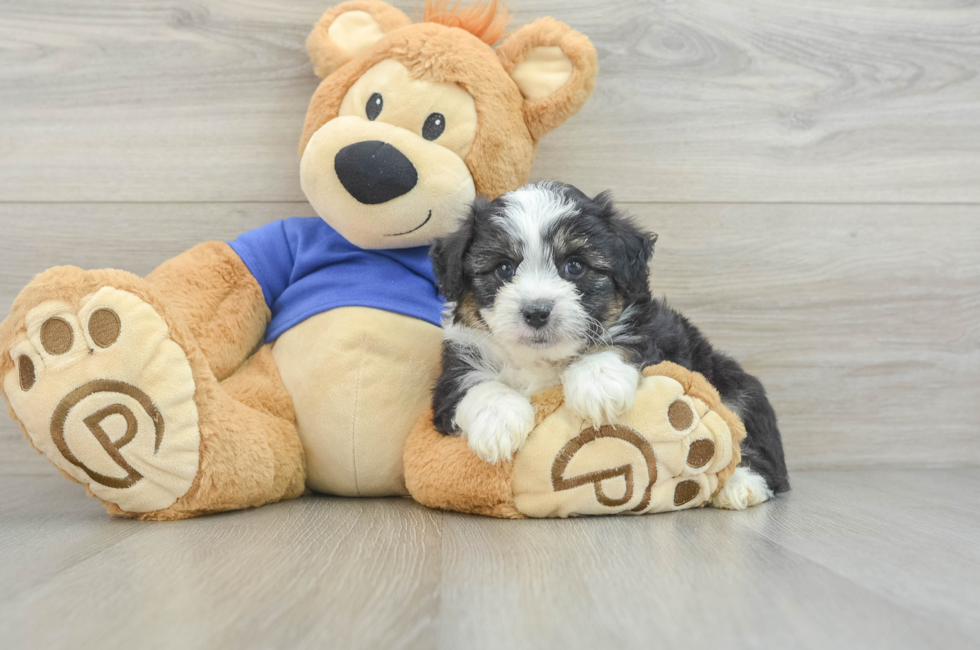 6 week old Mini Aussiedoodle Puppy For Sale - Lone Star Pups