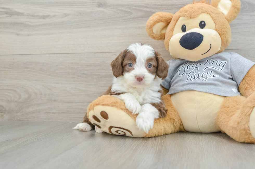 5 week old Mini Aussiedoodle Puppy For Sale - Lone Star Pups