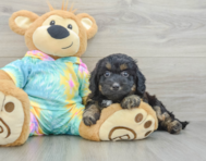 8 week old Mini Aussiedoodle Puppy For Sale - Lone Star Pups