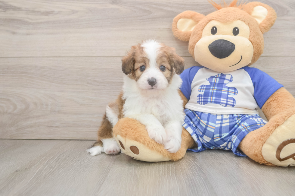 5 week old Mini Aussiedoodle Puppy For Sale - Lone Star Pups