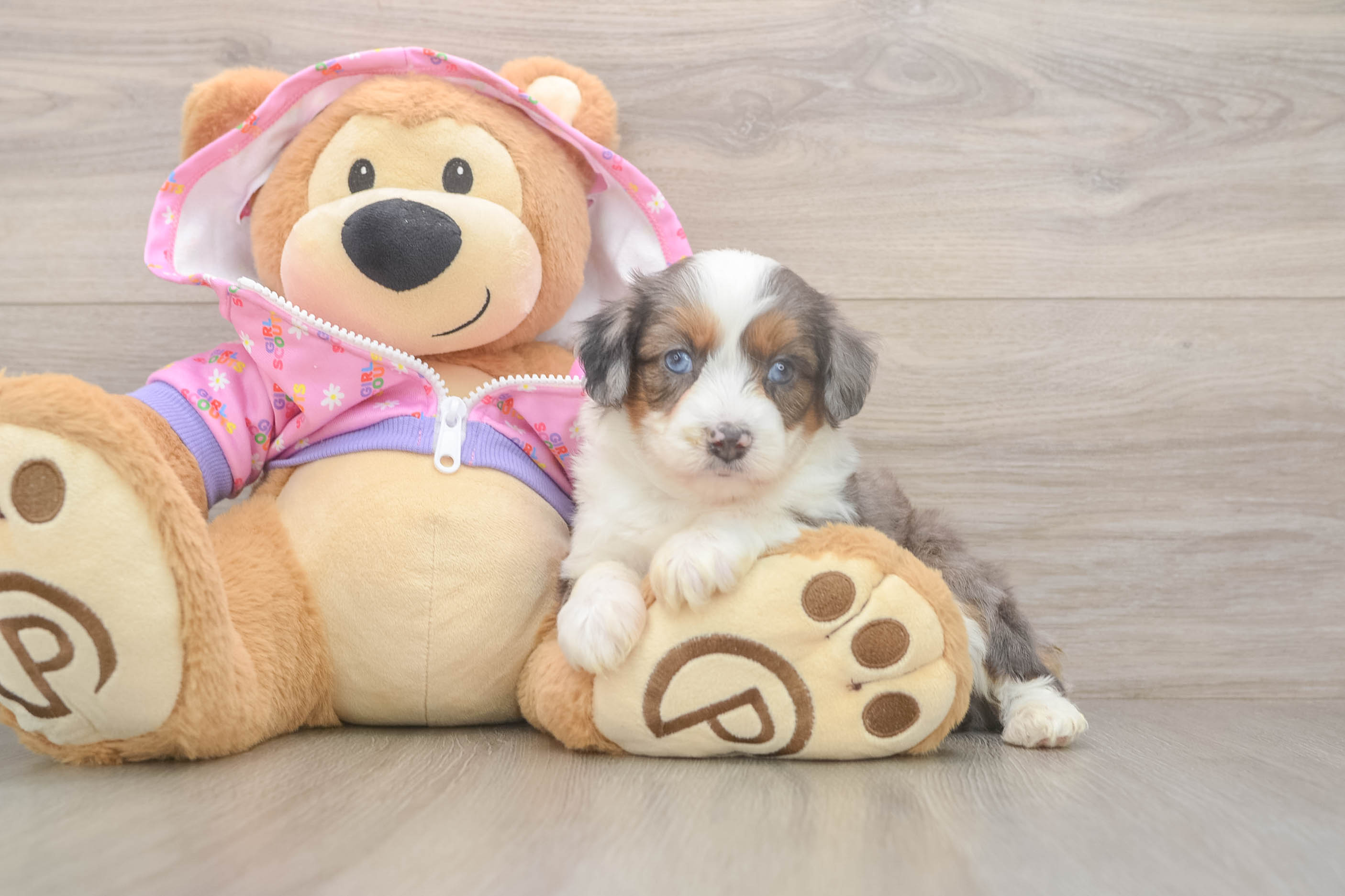 Mini Aussiedoodle Pup Being Cute