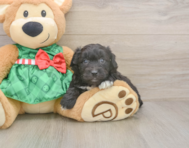 8 week old Mini Aussiedoodle Puppy For Sale - Lone Star Pups