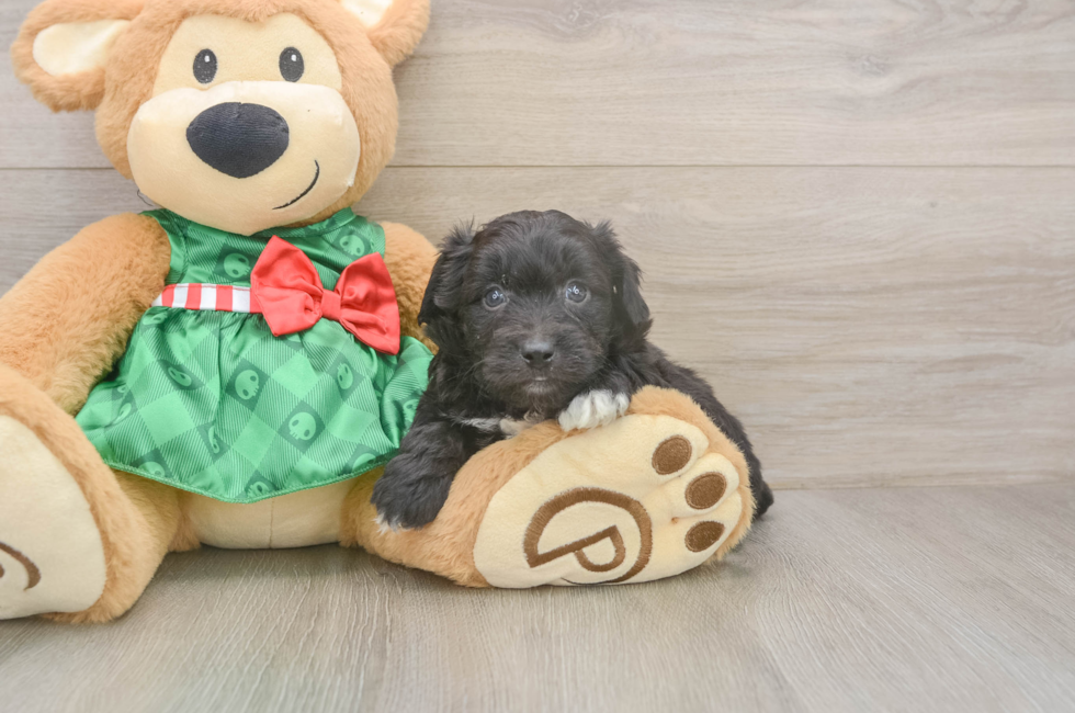 5 week old Mini Aussiedoodle Puppy For Sale - Lone Star Pups