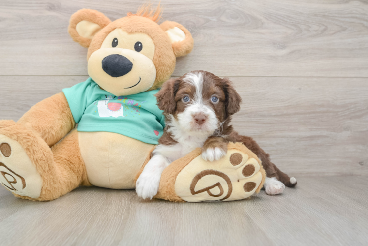 Smart Mini Aussiedoodle Poodle Mix Pup