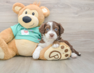 8 week old Mini Aussiedoodle Puppy For Sale - Lone Star Pups