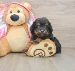 8 week old Mini Aussiedoodle Puppy For Sale - Lone Star Pups