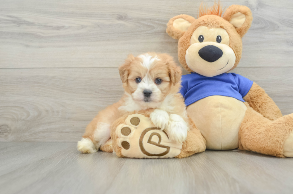 6 week old Mini Aussiedoodle Puppy For Sale - Lone Star Pups