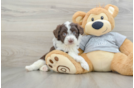 Mini Aussiedoodle Pup Being Cute