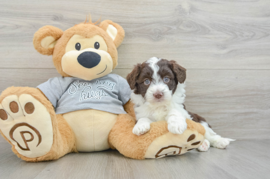 Mini Aussiedoodle Pup Being Cute