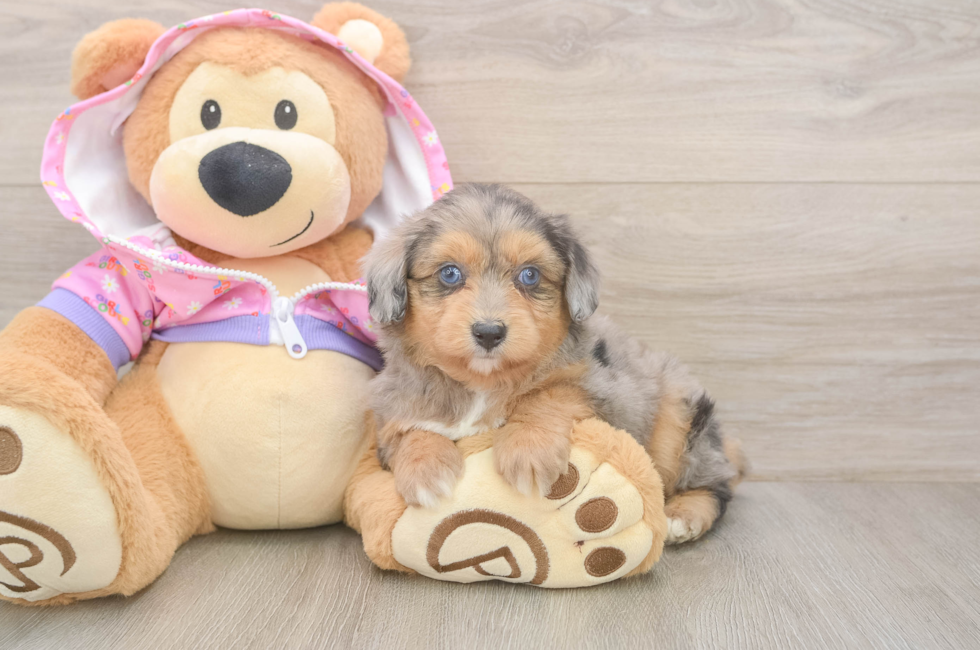6 week old Mini Aussiedoodle Puppy For Sale - Lone Star Pups