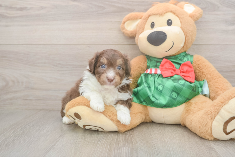 Popular Mini Aussiedoodle Poodle Mix Pup