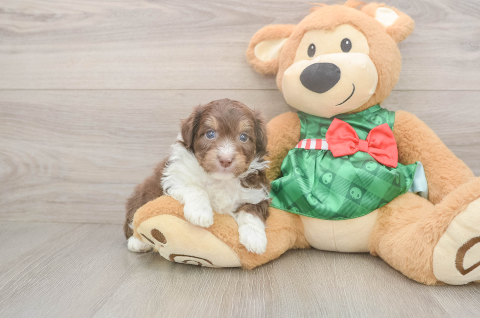 5 week old Mini Aussiedoodle Puppy For Sale - Lone Star Pups