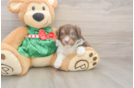 Small Mini Aussiedoodle Baby