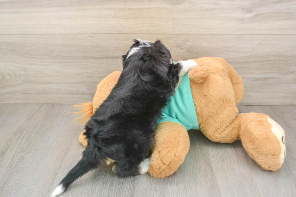 Best Mini Aussiedoodle Baby
