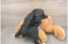 Energetic Aussiepoo Poodle Mix Puppy