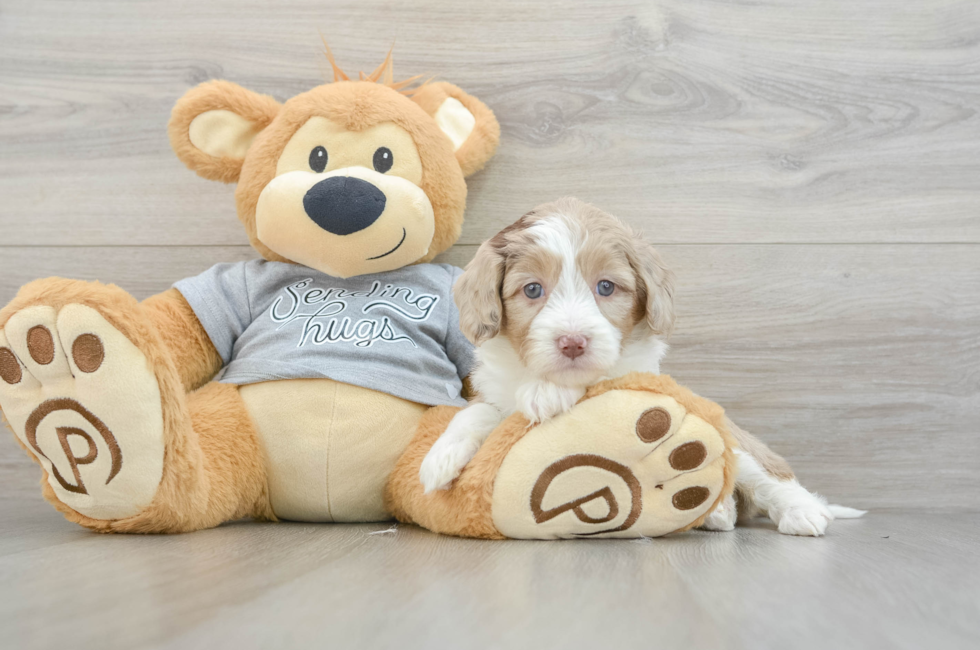 5 week old Mini Aussiedoodle Puppy For Sale - Lone Star Pups