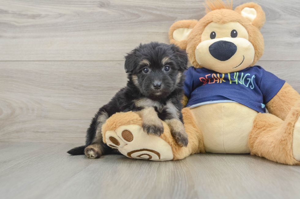 5 week old Mini Aussiedoodle Puppy For Sale - Lone Star Pups