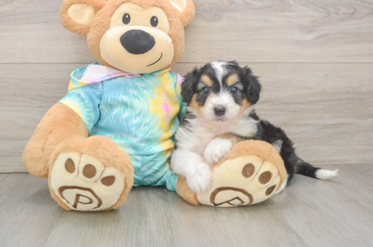 Mini Aussiedoodle Puppy for Adoption