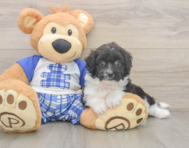 8 week old Mini Aussiedoodle Puppy For Sale - Lone Star Pups
