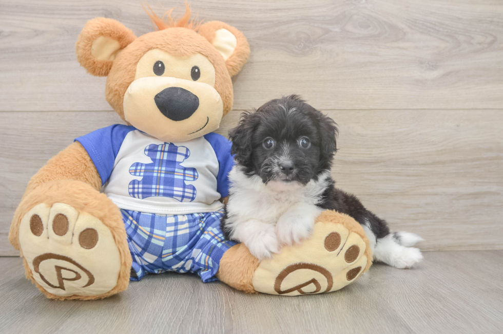 5 week old Mini Aussiedoodle Puppy For Sale - Lone Star Pups