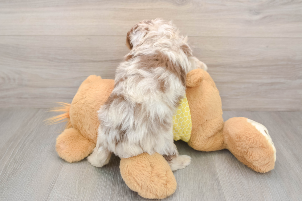 Mini Aussiedoodle Puppy for Adoption