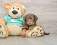 9 week old Mini Aussiedoodle Puppy For Sale - Lone Star Pups