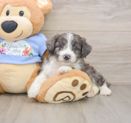 8 week old Mini Aussiedoodle Puppy For Sale - Lone Star Pups