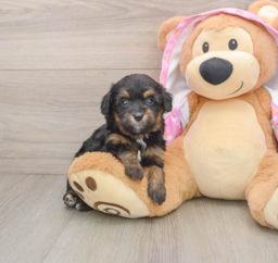 8 week old Mini Aussiedoodle Puppy For Sale - Lone Star Pups
