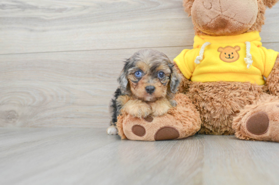 Mini Aussiedoodle Puppy for Adoption