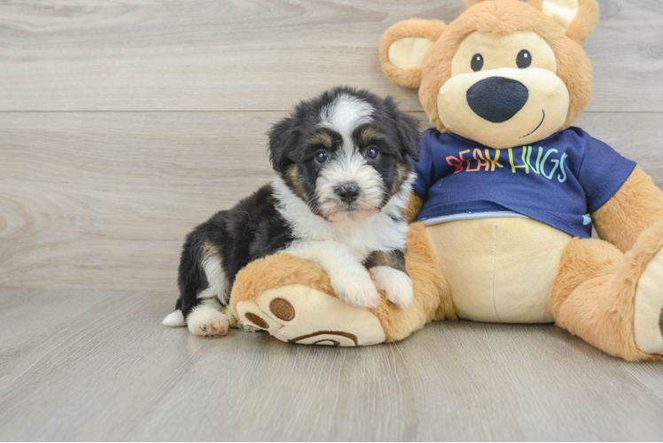 Best Mini Aussiedoodle Baby