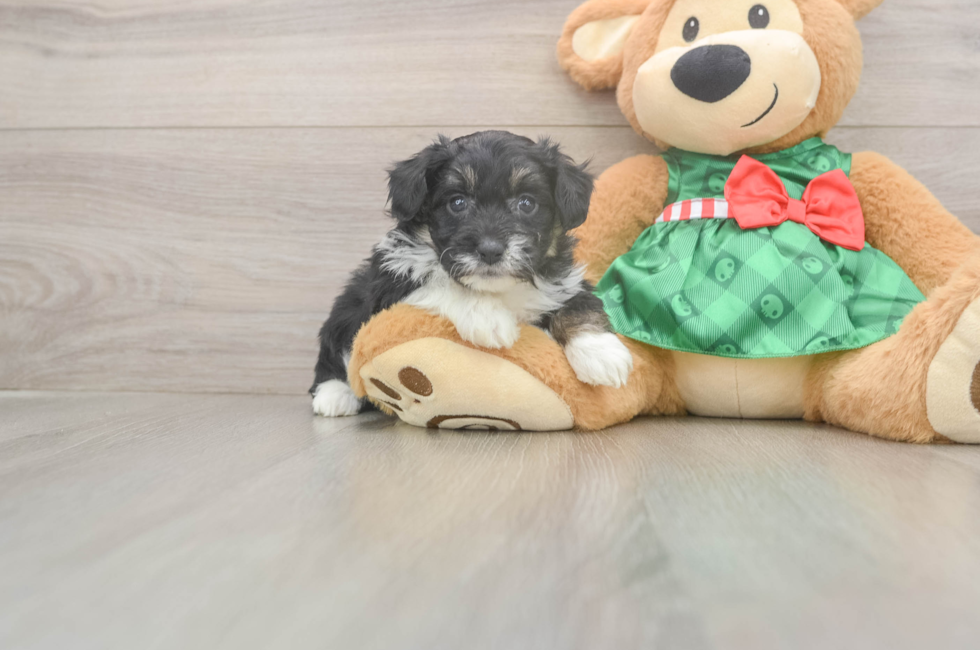5 week old Mini Aussiedoodle Puppy For Sale - Lone Star Pups